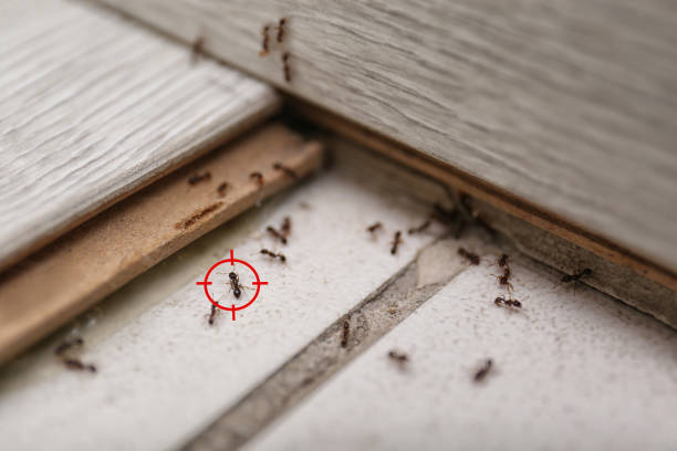Best Local Pest Control Services  in Crystal, MN