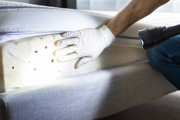 Best Mosquito Control Services  in Crystal, MN