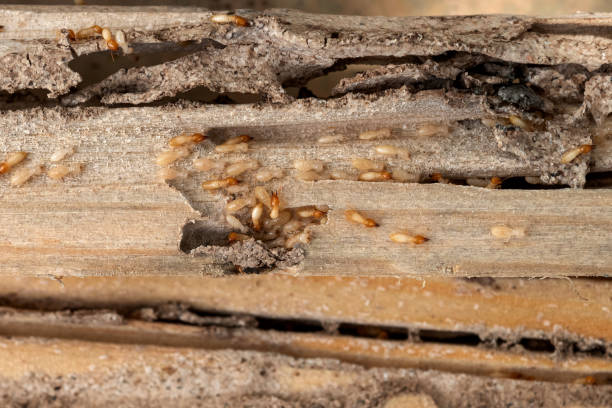 Best Bed Bug Extermination  in Crystal, MN