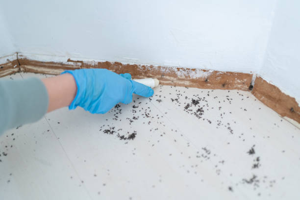 Best Affordable Pest Control Services  in Crystal, MN